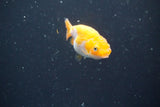 2Pack Thai Ranchu  Tricolor 2 Inch (ID#910ToPtD-39) Free2Day SHIPPING