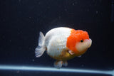 Lionchu  Red White 4.5 Inch (ID#1119R12a-100) Free2Day SHIPPING