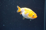 2Pack Thai Ranchu  Tricolor 2 Inch (ID#910ToPtD-39) Free2Day SHIPPING