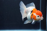 Thai Oranda  Calico 4.5 Inch (ID#927To6b-106)