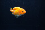 Baby Ranchu  Red White 2.5 Inch (ID#314R9c-30) Free2Day SHIPPING