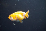 2Pack Thai Ranchu  Tricolor 2 Inch (ID#910ToPtD-39) Free2Day SHIPPING