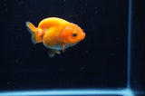 Baby Ranchu  Red White 2.5 Inch (ID#314R9c-30) Free2Day SHIPPING