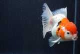 Thai Oranda  Calico 4.5 Inch (ID#927To6b-106)