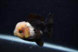 Short Body Thai Oranda  Panda 3.5 Inch (ID#0103T14b-104) Free2Day SHIPPING