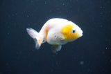 2Pack Thai Ranchu  Tricolor 2 Inch (ID#910ToPtD-39) Free2Day SHIPPING