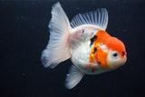 Thai Oranda  Calico 4.5 Inch (ID#927To6b-106)