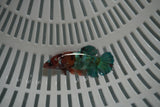 Candy Koi Galaxy  Plakat Female Betta (ID#801-F730) Free2Day SHIPPING