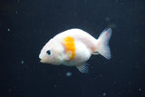 2Pack Thai Ranchu  Tricolor 2 Inch (ID#910ToPtD-39) Free2Day SHIPPING