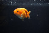 Baby Ranchu  Red White 2.5 Inch (ID#314R9c-30) Free2Day SHIPPING