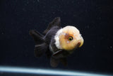 Short Body Thai Oranda  Panda 3.5 Inch (ID#0103T14b-104) Free2Day SHIPPING