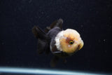 Short Body Thai Oranda  Panda 3.5 Inch (ID#0103T14b-104) Free2Day SHIPPING