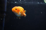 Baby Ranchu  Red White 2.5 Inch (ID#314R9c-30) Free2Day SHIPPING