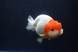 Lionchu  Red White 4.5 Inch (ID#1119R12a-100) Free2Day SHIPPING