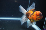 Thai Oranda  Calico 5 Inch (ID#927To6b-107)