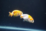 2Pack Thai Ranchu  Tricolor 2 Inch (ID#910ToPtD-40) Free2Day SHIPPING