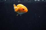 Baby Ranchu  Red White 2.5 Inch (ID#314R9c-30) Free2Day SHIPPING