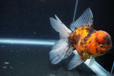 Thai Oranda  Calico 5 Inch (ID#927To6b-107)