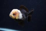 Short Body Thai Oranda  Panda 3.5 Inch (ID#0103T14b-104) Free2Day SHIPPING