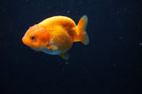 Baby Ranchu  Red White 2.5 Inch (ID#314R9c-30) Free2Day SHIPPING