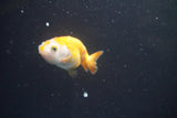 2Pack Thai Ranchu  Tricolor 2 Inch (ID#910ToPtD-40) Free2Day SHIPPING