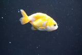 2Pack Thai Ranchu  Tricolor 2 Inch (ID#910ToPtD-40) Free2Day SHIPPING