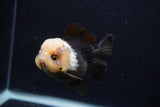 Short Body Thai Oranda  Panda 3.5 Inch (ID#0103T14b-104) Free2Day SHIPPING