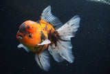 Thai Oranda  Calico 5 Inch (ID#927To6b-107)