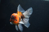 Thai Oranda  Calico 5 Inch (ID#927To6b-107)