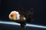 Short Body Thai Oranda  Panda 3.5 Inch (ID#0103T14b-104) Free2Day SHIPPING