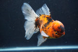 Thai Oranda  Calico 5 Inch (ID#927To6b-107)