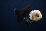 Short Body Thai Oranda  Panda 3.5 Inch (ID#0103T14b-104) Free2Day SHIPPING