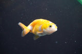 2Pack Thai Ranchu  Tricolor 2 Inch (ID#910ToPtD-40) Free2Day SHIPPING