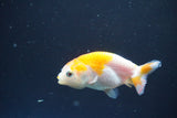 2Pack Thai Ranchu  Tricolor 2 Inch (ID#910ToPtD-40) Free2Day SHIPPING