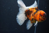 Thai Oranda  Calico 5 Inch (ID#927To6b-107)