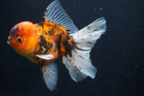 Thai Oranda  Calico 5 Inch (ID#927To6b-107)