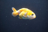 2Pack Thai Ranchu  Tricolor 2 Inch (ID#910ToPtD-40) Free2Day SHIPPING