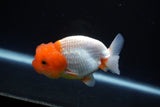 Juvenile Lionchu  Red White 3.5 Inch (ID#1025R11a-20) Free2Day SHIPPING