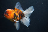 Thai Oranda  Calico 5 Inch (ID#927To6b-107)