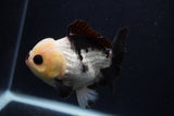 Short Body Thai Oranda  Panda 4.5 Inch (ID#0103T14b-105) Free2Day SHIPPING