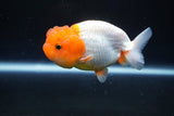 Juvenile Lionchu  Red White 3.5 Inch (ID#1025R11a-20) Free2Day SHIPPING