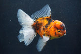 Thai Oranda  Calico 5 Inch (ID#927To6b-107)