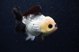 Short Body Thai Oranda  Panda 4.5 Inch (ID#0103T14b-105) Free2Day SHIPPING