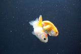 2Pack Thai Ranchu  Tricolor 2 Inch (ID#910ToPtD-41) Free2Day SHIPPING