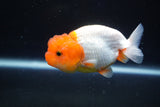 Juvenile Lionchu  Red White 3.5 Inch (ID#1025R11a-20) Free2Day SHIPPING