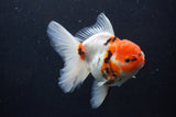 Thai Oranda  Calico 4.5 Inch (ID#927To6b-108)