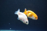 2Pack Thai Ranchu  Tricolor 2 Inch (ID#910ToPtD-41) Free2Day SHIPPING