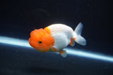 Juvenile Lionchu  Red White 3.5 Inch (ID#1025R11a-20) Free2Day SHIPPING