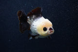 Short Body Thai Oranda  Panda 4.5 Inch (ID#0103T14b-105) Free2Day SHIPPING