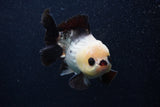 Short Body Thai Oranda  Panda 4.5 Inch (ID#0103T14b-105) Free2Day SHIPPING